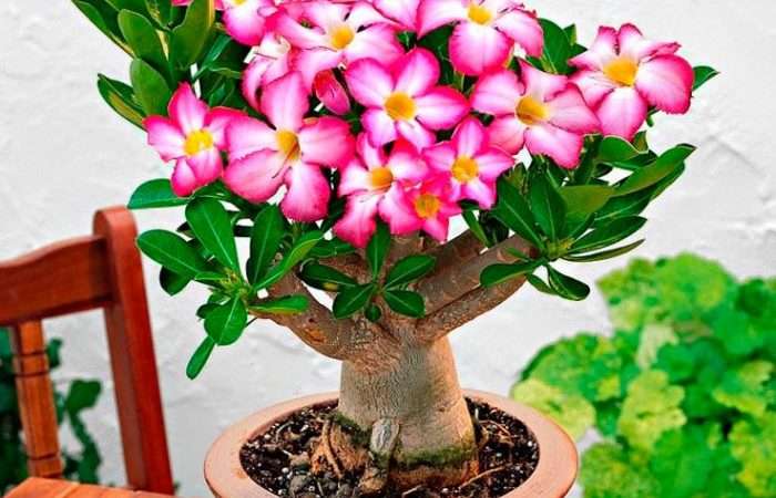 Адениум: Уход в домашних условиях для пышного цветения