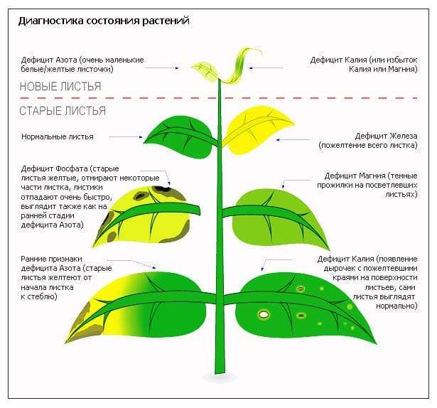 Болезни аквариумных растений: причины, симптомы и лечение