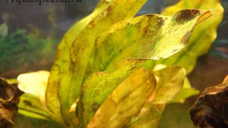 Болезни аквариумных растений: симптомы, причины и лечение с фото