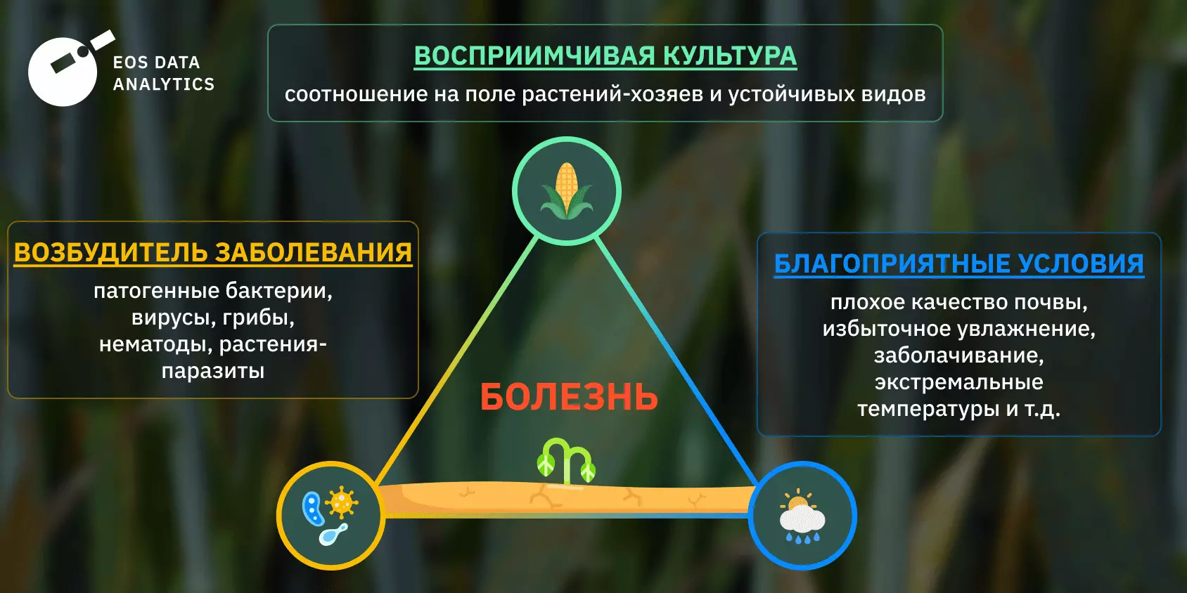 Болезни растений: виды, диагностика и эффективные препараты