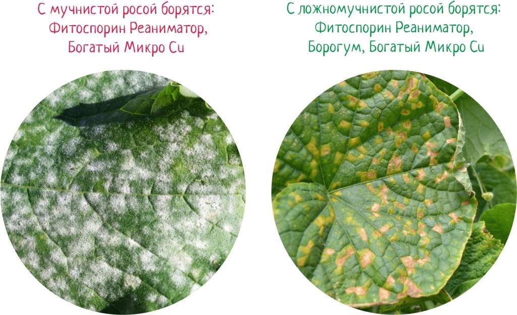 Болезни растений: причины, симптомы и методы лечения