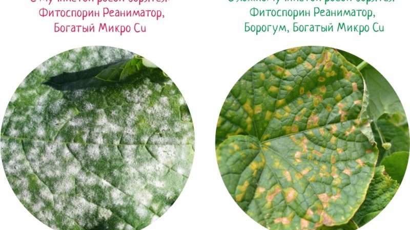 Болезни растений: симптомы, причины и методы лечения