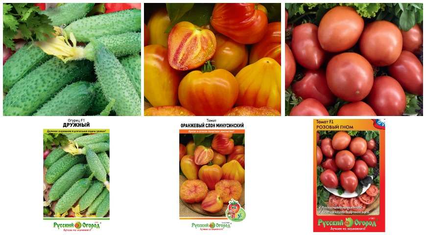 Виды и сорта овощей: подробный обзор