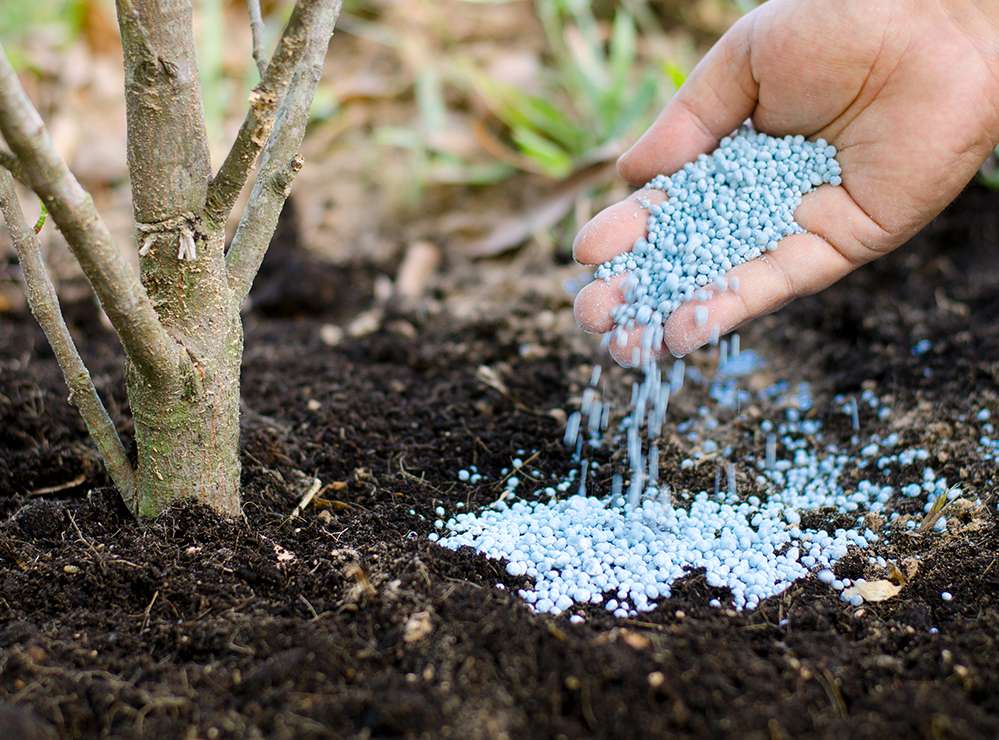 Внесение удобрений в почву: зачем, когда и как