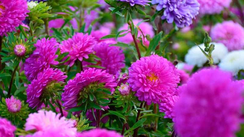 Выращивание Астр: От выбора сорта до ухода за взрослыми растениями