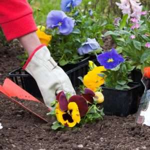 Выращивание и уход за многолетними цветами