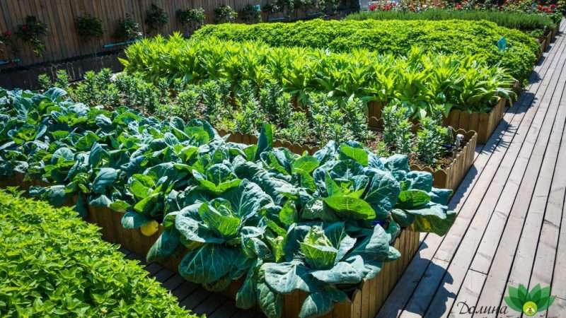 Выращивание овощей для продаж: пошаговое руководство