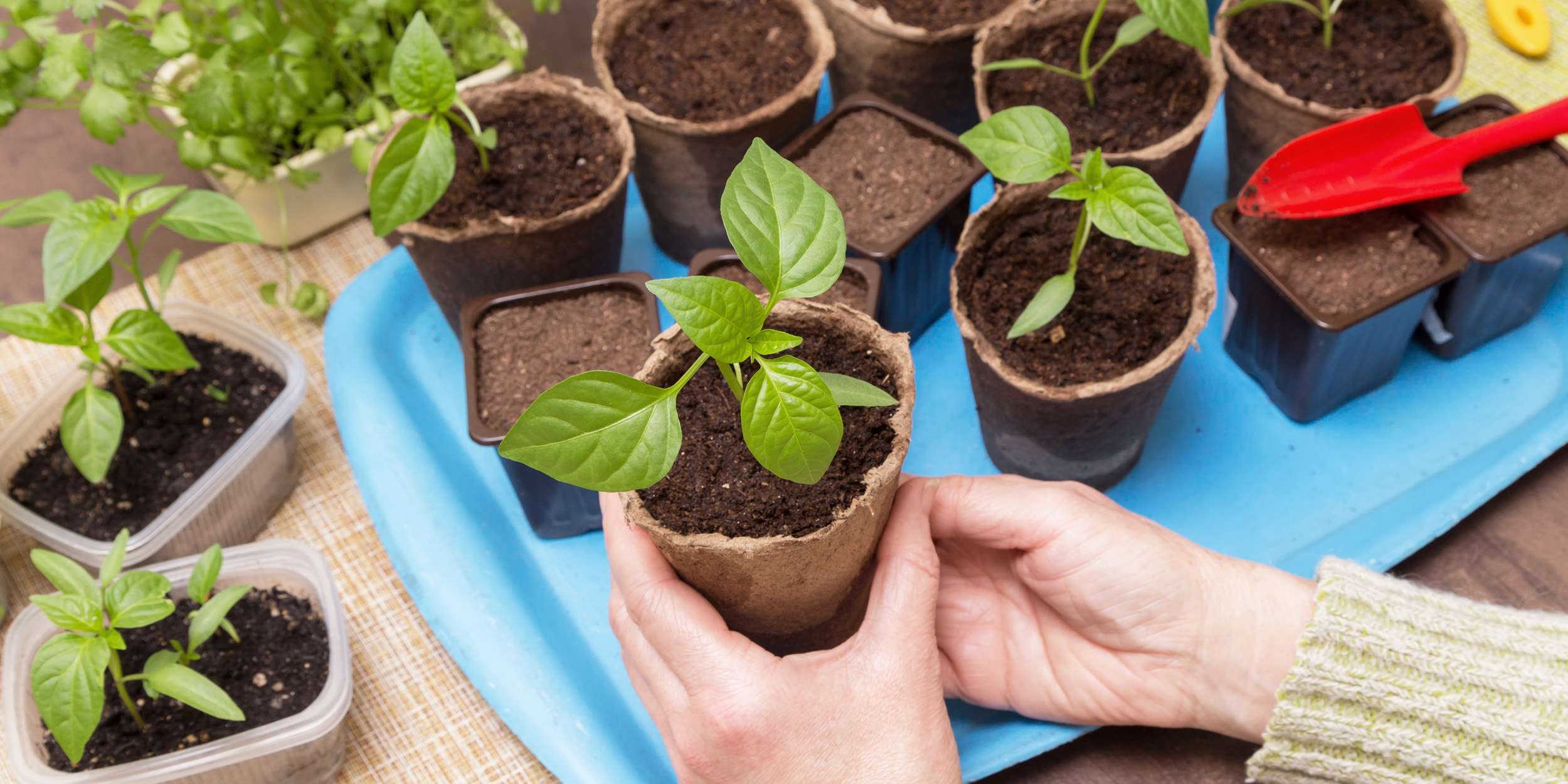 Выращивание овощей для продажи: руководство для начинающих