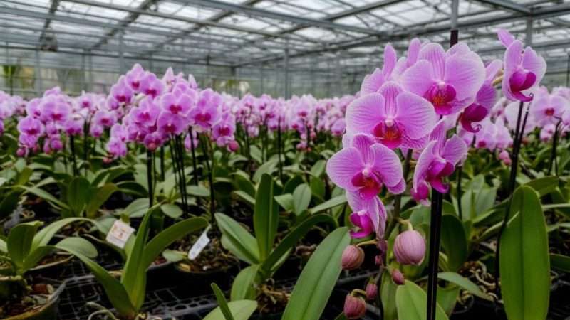 Выращивание садовых цветов: от планирования до ухода