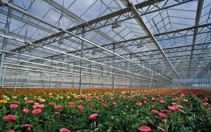 Выращивание цветов на продажу: С чего начать прибыльный бизнес