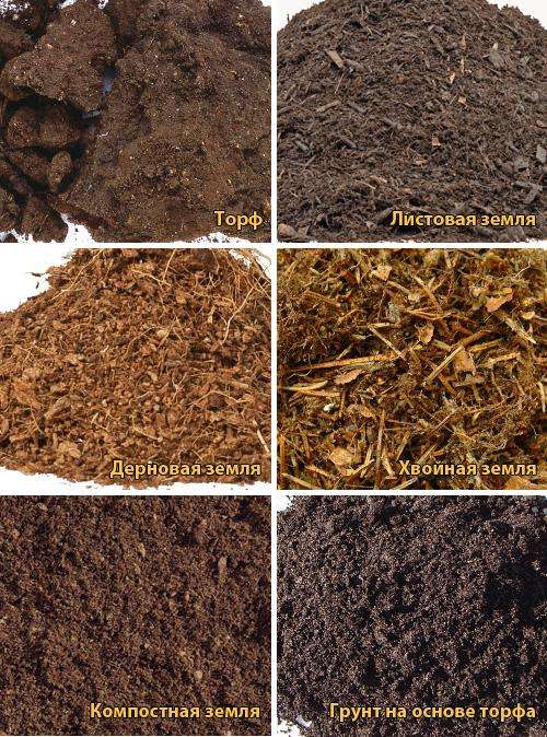 Грунт для выращивания цветов: виды, состав и выбор