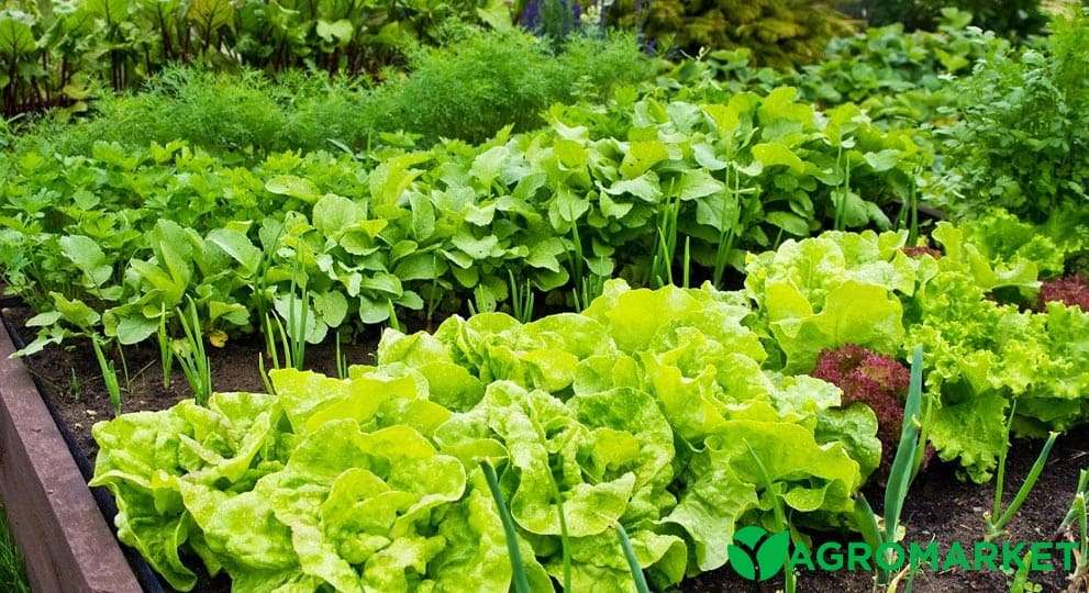 Зеленые овощи: кладезь здоровья и долголетия