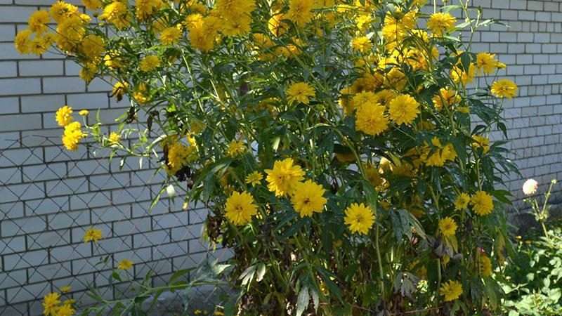 Золотой шар: выращивание и уход