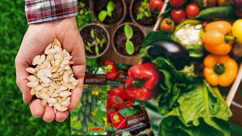 Как выбрать лучшие сорта семян овощей и зелени для вашего огорода