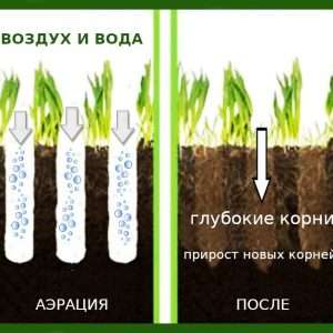 Как вырастить идеальный газон на даче: пошаговое руководство