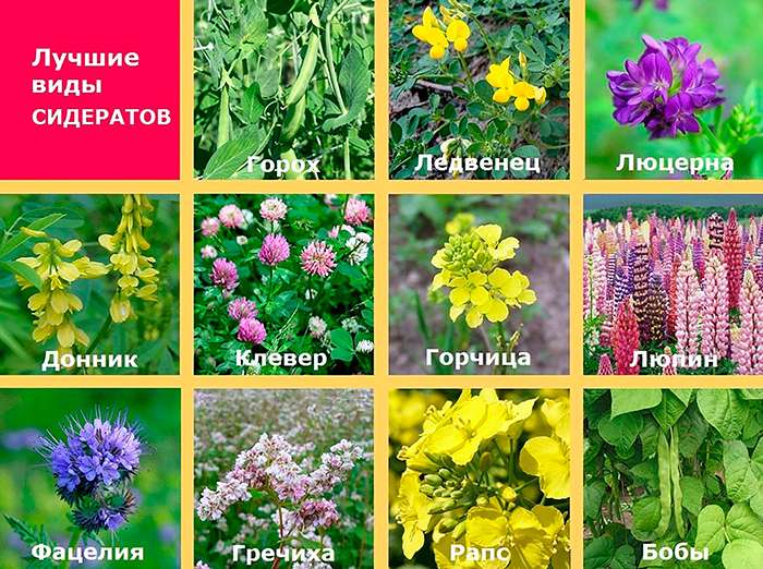 Какие сидераты посеять осенью для удобрения почвы