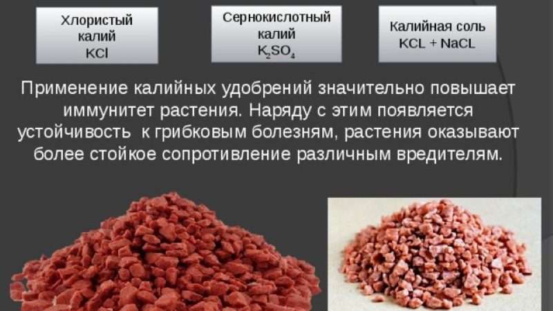 Калийные удобрения: роль, виды и применение