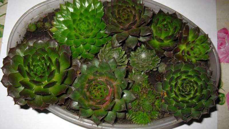 Каменный цветок (молодило): выращивание и уход в домашних условиях