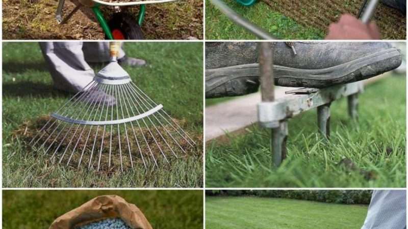 Когда сажать газон на даче: оптимальные сроки и пошаговая инструкция