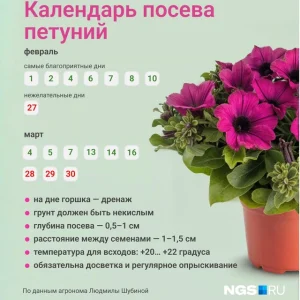 Когда сажать рассаду петунии: оптимальные сроки и условия для обильного цветения