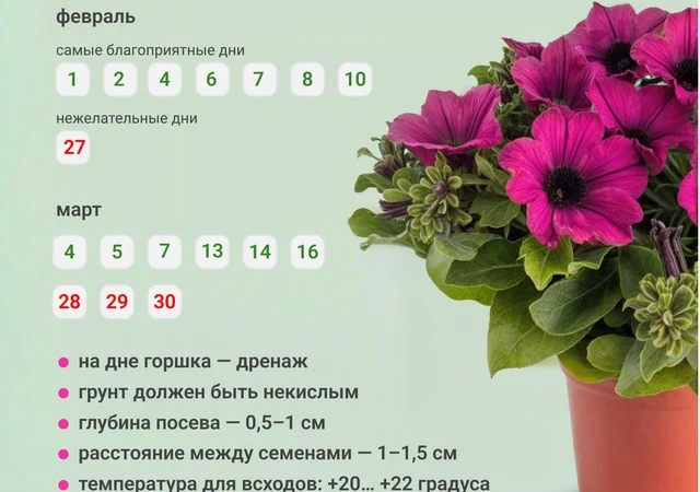 Когда сажать рассаду петунии: оптимальные сроки и условия для обильного цветения