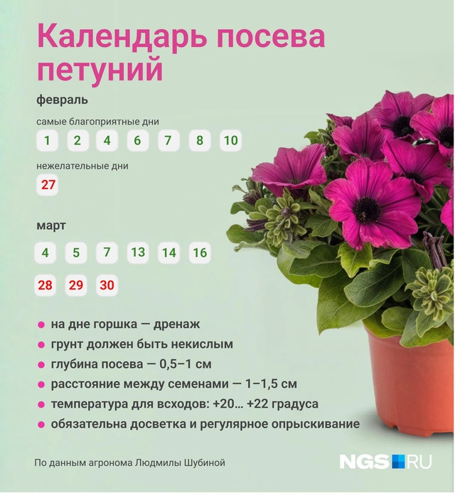 Когда сажать рассаду петунии: оптимальные сроки и условия для обильного цветения