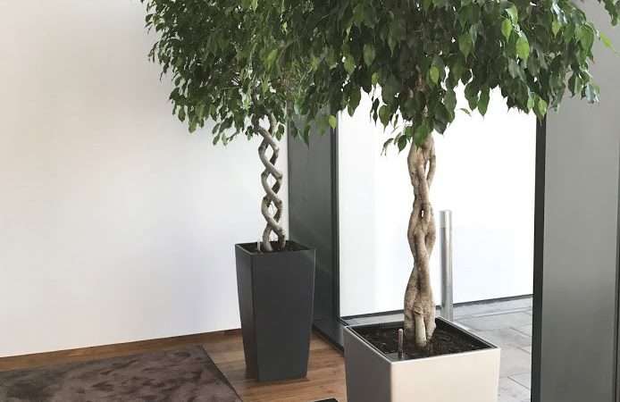 Комнатные деревья: создаем уют и гармонию в доме