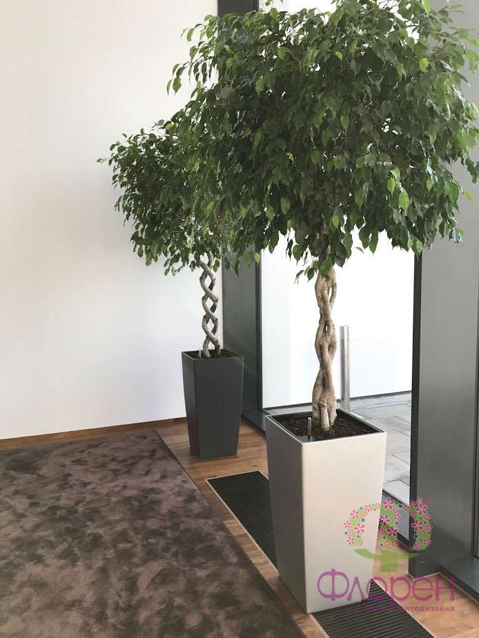 Комнатные деревья: создаем уют и гармонию в доме