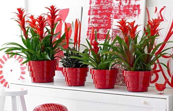Комнатные растения с красными цветами: как добавить страсти в ваш дом