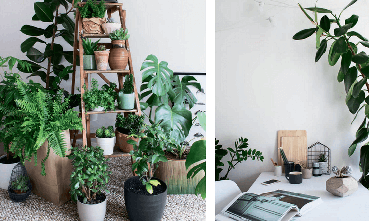 Комнатные цветы: создаем уют и заботимся о здоровье