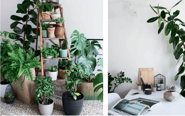 Комнатные цветы: создаем уют и заботимся о здоровье