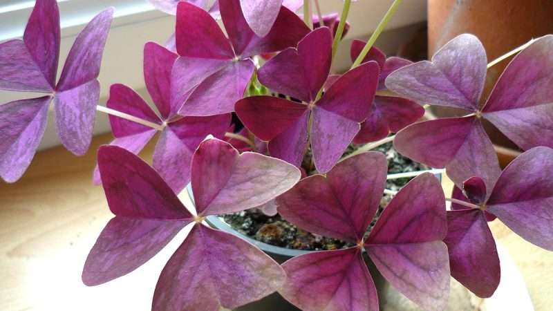 Комнатный цветок с фиолетовым цветком: популярные виды и уход