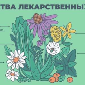 Лечебные растения: сила природы для вашего здоровья