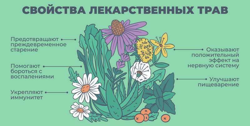 Лечебные свойства растений