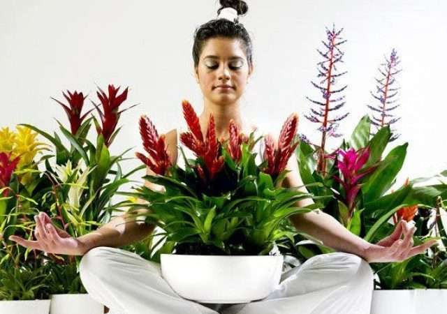Любовь к комнатным цветам: эстетика, здоровье и хобби