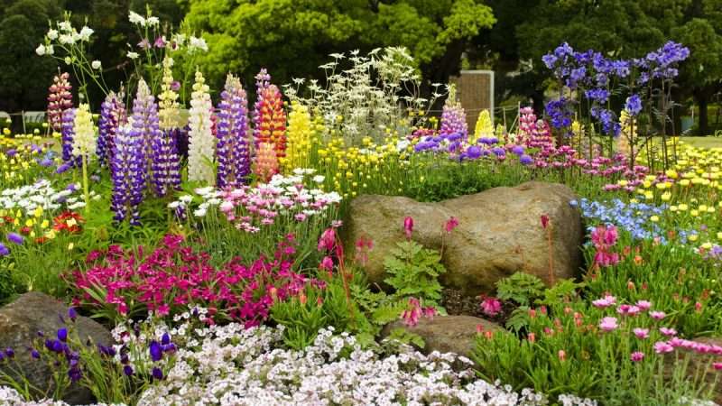 Мир Цветов: Выращивание Красивых и Неприхотливых Цветов