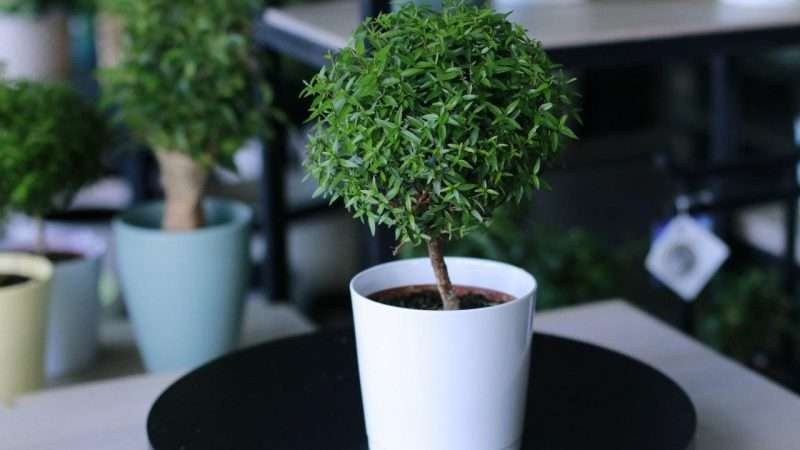 Мирт: уход в домашних условиях