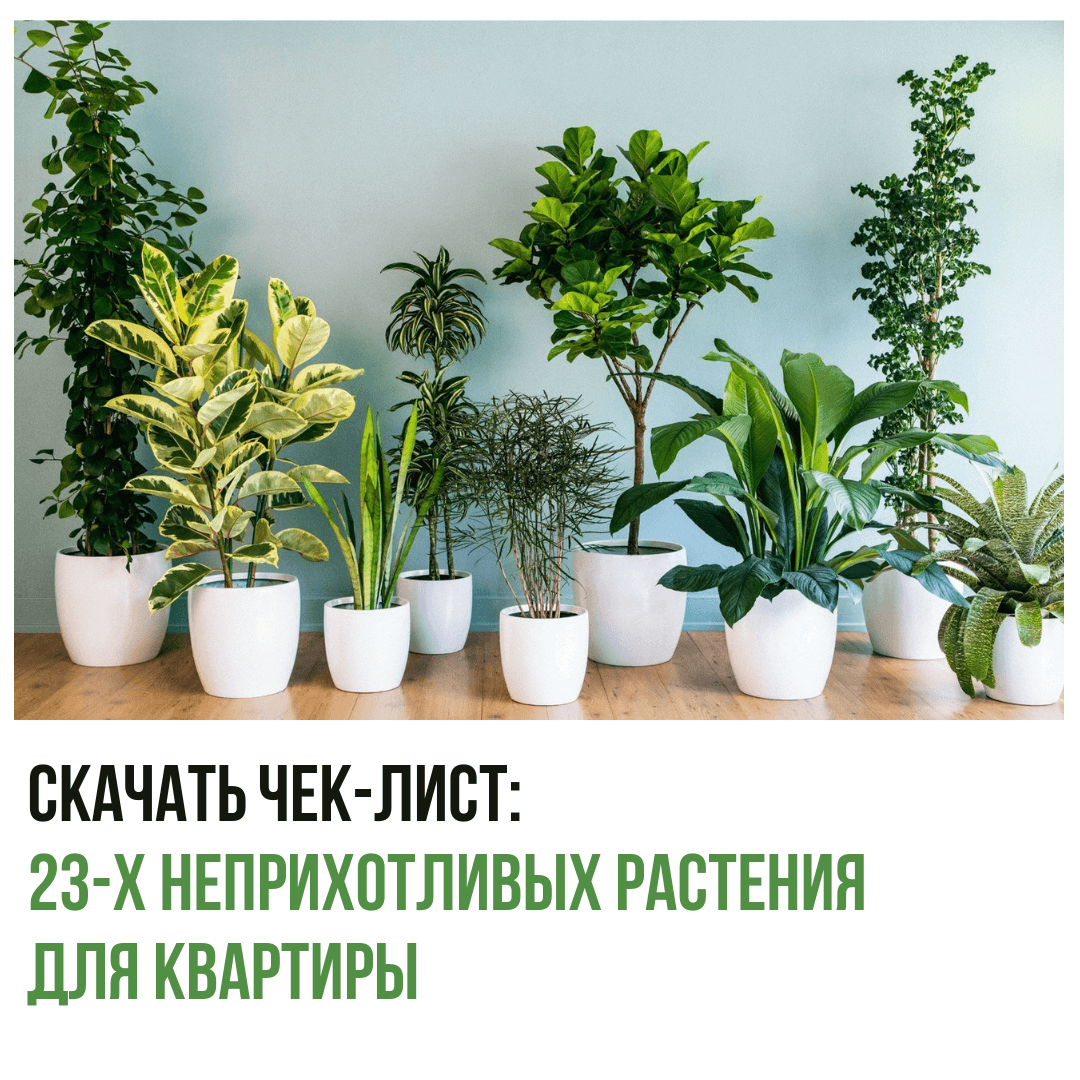 Неприхотливый цветок в уходе комнатный