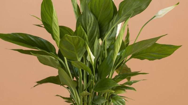 Растения на А: Цветущие комнатные растения для вашего интерьера