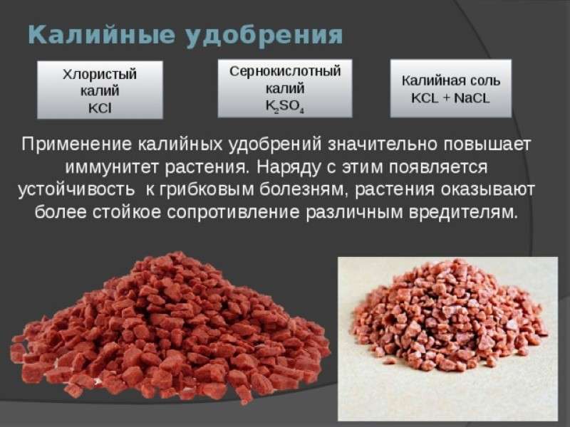 Роль калия в почве: виды удобрений, применение и влияние на урожай