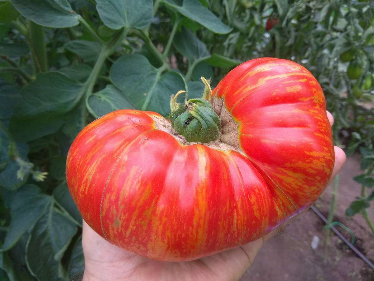 Самые вкусные сорта овощей для вашего огорода