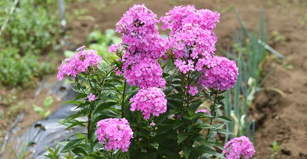 Самые популярные и неприхотливые цветы для сада