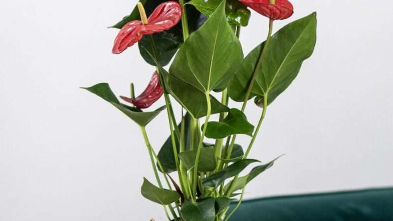 Самые популярные комнатные цветы с красными цветами