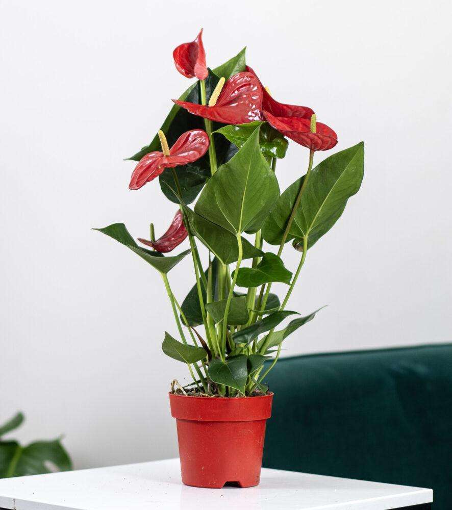 Самые популярные комнатные цветы с красными цветами
