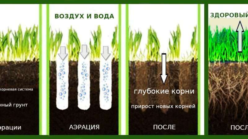 Создание идеального газона своими руками: пошаговое руководство