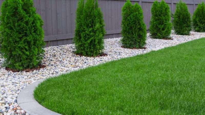 Создание красивого газона на даче: выбор травосмеси и подготовка почвы