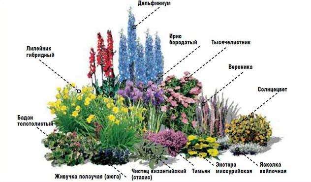 Создание цветника из многолетников: планирование и выбор растений