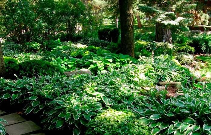 Тенелюбивые плодовые деревья и кустарники для вашего сада