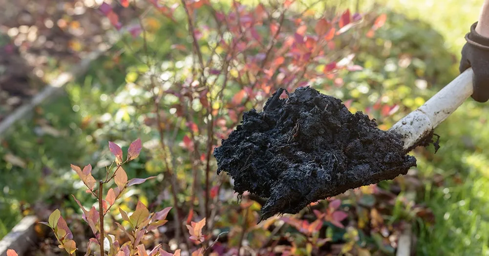 Удобрение почвы зимой: как и чем подкармливать сад для богатого урожая