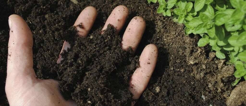 Удобрения для кислых почв: как нейтрализовать кислотность и обеспечить растения питательными веществами